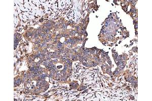 IHC analysis of SERAC1 using anti-SERAC1 antibody (ABIN7602709).