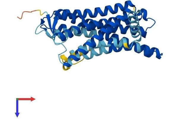 OR2T8 Protein (AA 1-312) (His tag)