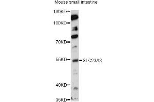Western blot analysis of extracts of mouse small intestine, using SLC23A3 antibody (ABIN6290959) at 1:1000 dilution. (SLC23A3 Antikörper)