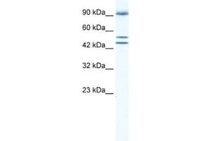 Western Blotting (WB) image for anti-Bromodomain Containing 2 (BRD2) antibody (ABIN2460896) (BRD2 Antikörper)