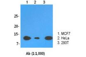 Western Blotting (WB) image for anti-LSM2 Homolog, U6 Small Nuclear RNA Associated (LSM2) (AA 1-95), (N-Term) antibody (ABIN1108066) (LSM2 Antikörper  (N-Term))