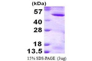 Mitogen-Activated Protein Kinase Kinase 2 (MAP2K2) (AA 1-400) protein (His tag)