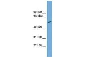 Image no. 1 for anti-CNDP Dipeptidase 2 (Metallopeptidase M20 Family) (CNDP2) (AA 395-444) antibody (ABIN6745628)