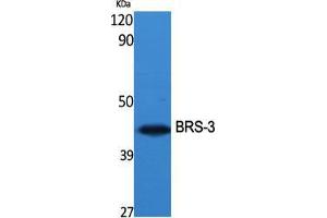 Western Blot (WB) analysis of specific cells using BRS-3 Polyclonal Antibody.