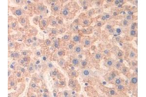Detection of MAOB in Mouse Liver Tissue using Polyclonal Antibody to Monoamine Oxidase B (MAOB) (Monoamine Oxidase B Antikörper  (AA 206-505))