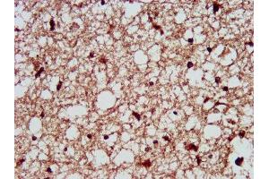 IHC image of ABIN7162805 diluted at 1:300 and staining in paraffin-embedded human brain tissue performed on a Leica BondTM system. (PPIE Antikörper  (AA 86-141))
