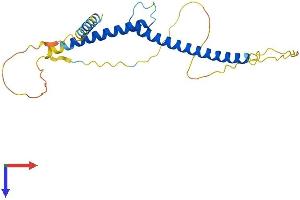 MXI1 Protein (AA 1-228) (His tag)