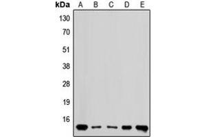 Western blot analysis of RPL36 expression in MDAMB435 (A), HEK293 (B), Raw264. (RPL36 Antikörper  (Center))