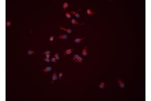 ABIN6259977 and ABIN6276522 staining HEPG2 cells by ICC/IF. (APEX1 Antikörper  (N-Term))