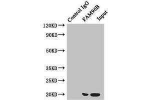 Immunoprecipitating FAM96B in Hela whole cell lysate Lane 1: Rabbit control IgG instead of (1 μg) instead of ABIN7160098 in Hela whole cell lysate. (FAM96B Antikörper  (AA 1-163))