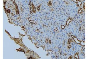 ABIN6272849 at 1/100 staining Mouse kidney tissue by IHC-P. (Fission 1 Antikörper  (Internal Region))