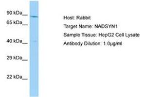 Image no. 1 for anti-NAD Synthetase 1 (NADSYN1) (AA 396-445) antibody (ABIN6750121) (NADSYN1 Antikörper  (AA 396-445))