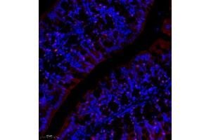 Immunofluorescence of paraffin embedded mouse colon using NCK (ABIN7074783) at dilution of 1:1000 (250x lens) (NCK2 Antikörper)