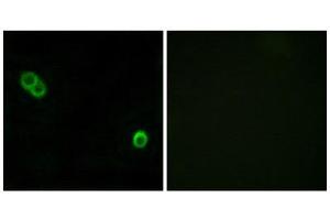 Immunofluorescence (IF) image for anti-Alkaline Ceramidase 3 (ACER3) (Internal Region) antibody (ABIN1850730) (ACER3 Antikörper  (Internal Region))