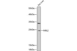 Western blot analysis of extracts of Rat liver, using MBL2 antibody (ABIN6132334, ABIN6143597, ABIN6143600 and ABIN6221519) at 1:1000 dilution. (MBL2 Antikörper  (AA 21-248))