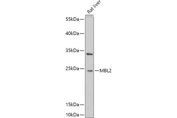 MBL2 抗体  (AA 21-248)