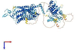 SLC12A7 Protein (AA 1-1083) (His tag)