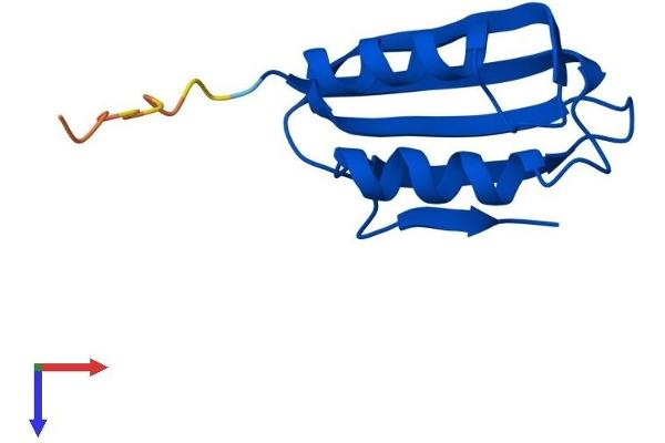 Acyp2 Protein (AA 1-106) (His tag)