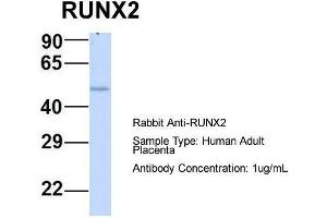 Western Blotting (WB) image for anti-Runt-Related Transcription Factor 2 (RUNX2) (N-Term) antibody (ABIN2780588)
