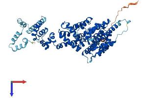 COBRA1 Protein (AA 1-580) (His tag)