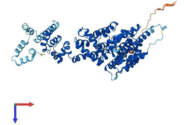 COBRA1 Protein (AA 1-580) (His tag)