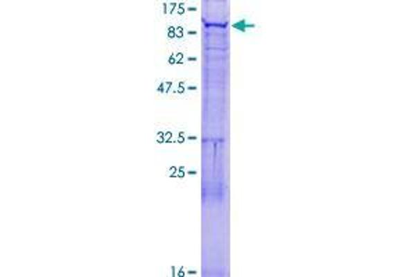 FBXO40 Protein (AA 1-709) (GST tag)