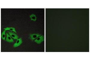 Immunofluorescence (IF) image for anti-BCL2-Associated X Protein (BAX) (Internal Region) antibody (ABIN1850412) (BAX Antikörper  (Internal Region))