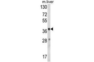 Western blot analysis of HAO1 Antibody (Center) in mouse liver tissue lysates (35ug/lane). (HAO1 Antikörper  (Middle Region))
