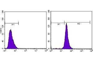 Flow cytometric analysis of MCF-7 cells using beta Actin mouse mAb (right) and negative control (left). (beta Actin Antikörper  (N-Term))