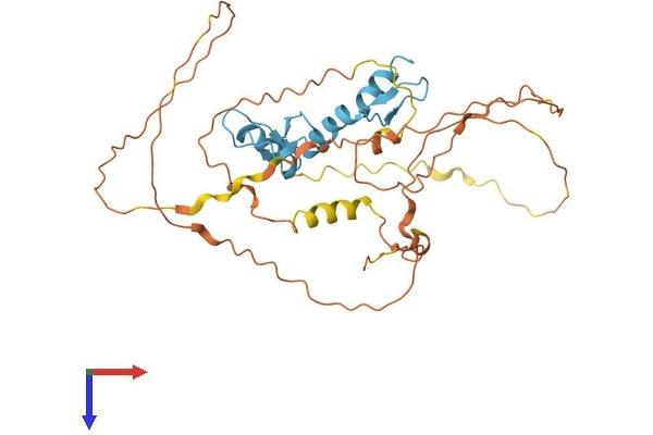 KLF1 Protein (AA 1-358) (His tag)