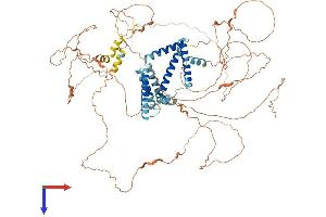 Reticulon 1 Protein (RTN1) (AA 1-780) (His tag)