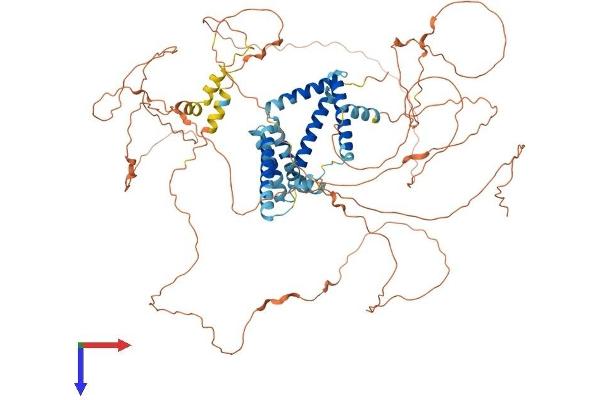 Reticulon 1 Protein (RTN1) (AA 1-780) (His tag)