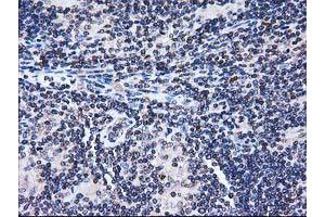 Image no. 7 for anti-Striatin Interacting Protein 1 (STRIP1) antibody (ABIN1498205) (STRIP1 Antikörper)