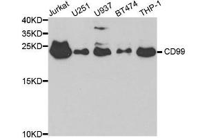 Western blot analysis of extracts of various cell lines, using CD99 antibody.