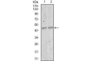 Western blot analysis using MEF2C mouse mAb against NIH3T3 (1) and 3T3-L1 (2) cell lysate. (MEF2C Antikörper  (AA 1-125))