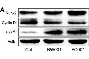 Western Blotting (WB) image for anti-Runt-Related Transcription Factor 2 (RUNX2) (AA 242-521) antibody (ABIN3016834)