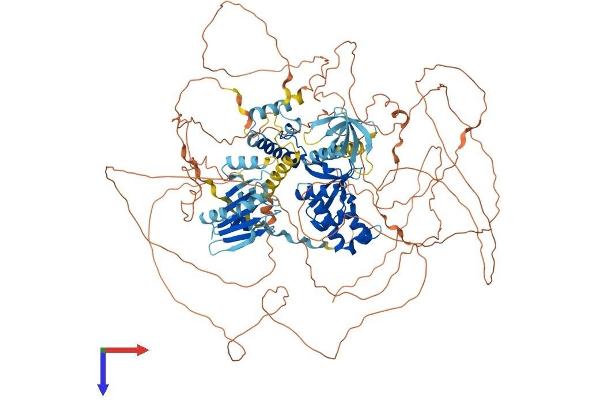 ALG13 Protein (AA 1-1137) (His tag)