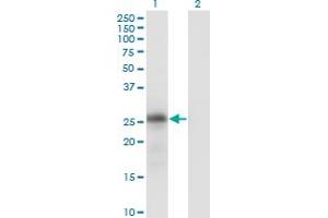 Western Blot analysis of KLK6 expression in transfected 293T cell line by KLK6 monoclonal antibody (M01), clone 4A10. (Kallikrein 6 Antikörper  (AA 91-190))