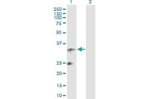 Western Blot analysis of UQCRFS1 expression in transfected 293T cell line by UQCRFS1 MaxPab polyclonal antibody.