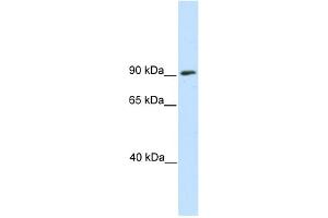 WB Suggested Anti-SREBF1 Antibody Titration:  0. (SREBF1 Antikörper  (N-Term))
