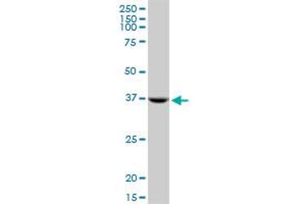 Syntaxin 18 Antikörper  (AA 101-199)