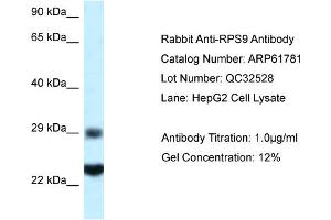 Western Blotting (WB) image for anti-Ribosomal Protein S9 (RPS9) (C-Term) antibody (ABIN786494) (RPS9 Antikörper  (C-Term))