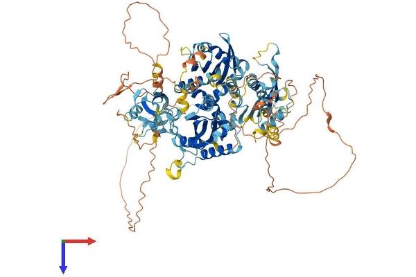 INTU Protein (AA 1-942) (His tag)
