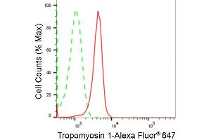 anti-Tropomyosin 1 (Alpha) (TPM1) antibody