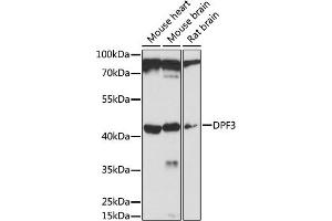 Western blot analysis of extracts of various cell lines, using DPF3 antibody (ABIN7266671) at 1:1000 dilution. (DPF3 Antikörper  (AA 90-200))