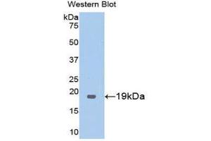 Western Blotting (WB) image for anti-Thrombomodulin (THBD) (AA 325-481) antibody (ABIN1173036) (Thrombomodulin Antikörper  (AA 325-481))