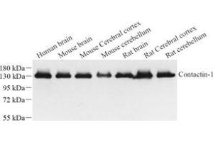 Western blot analysis of contactin-1 (ABIN7073572) at dilution of 1: 1000 (Contactin 1 Antikörper)