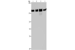 Western Blotting (WB) image for anti-Golgin A2 (GOLGA2) antibody (ABIN2423555)