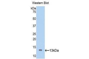 Western Blotting (WB) image for anti-ATPase, H+/K+ Exchanging, alpha Polypeptide (ATP4A) (AA 798-896) antibody (ABIN1176528) (ATP4A Antikörper  (AA 798-896))