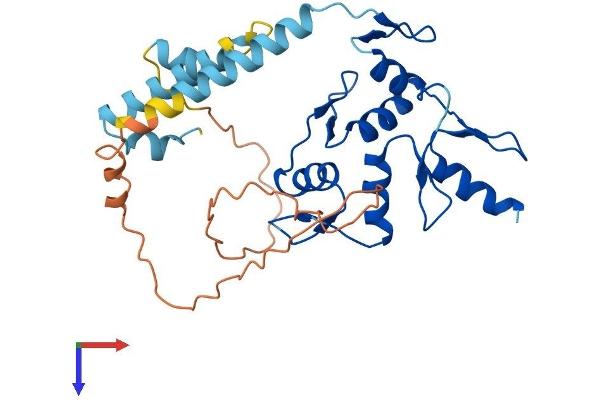 ZNF75A Protein (AA 1-296) (His tag)